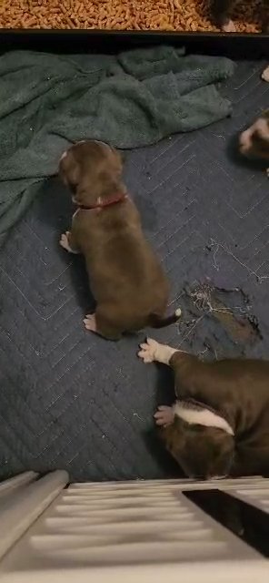 American Bully Puppy in Middleburg, Florida