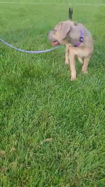 american bully xl fawn ghost tri in Pennsauken, New Jersey