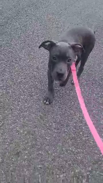 american bully xl blue brindle in Pennsauken, New Jersey