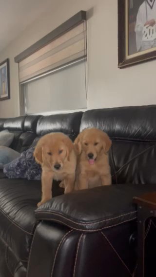 Golden Retreiver in Hialeah, Florida