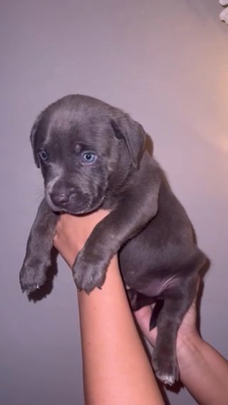Xl American Bully in Pittsburgh, Pennsylvania