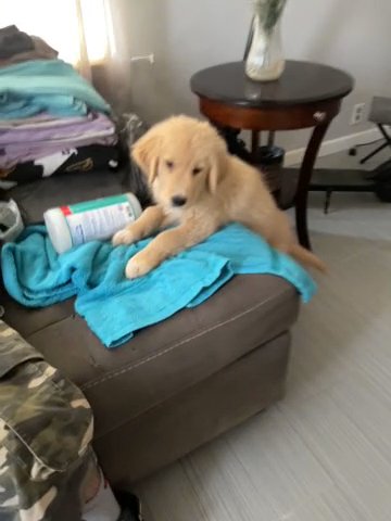 Golden Retriever English Cream in Yuma, Arizona