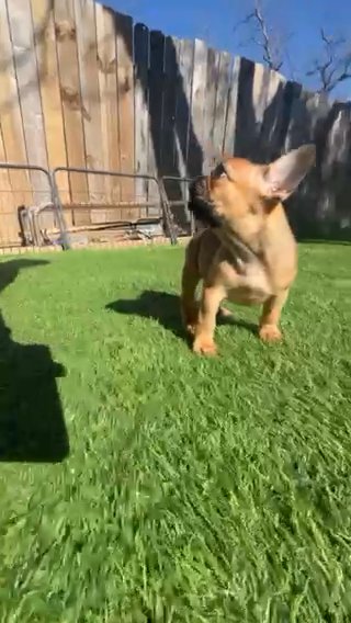 (Sold) Chocolate Fawn Fluffy Carrier French bulldog Puppy in Houston, Texas