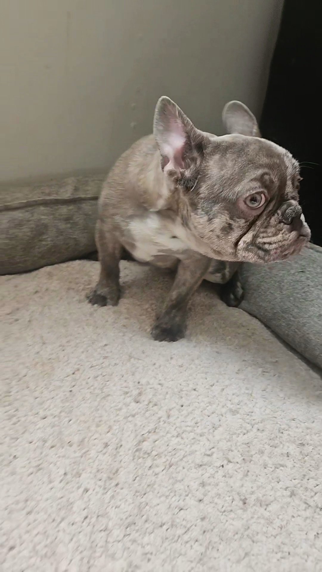 Looking for a furever home in Newark, New Jersey