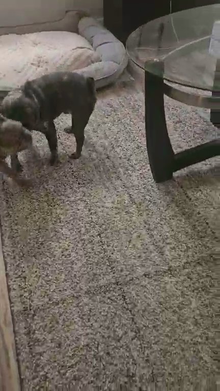 Looking for a furever couch to sit on in Newark, New Jersey