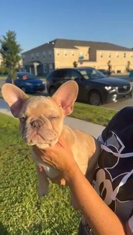 ROMA?french Bulldog Merle Carrying Fluffy in Orlando, Florida