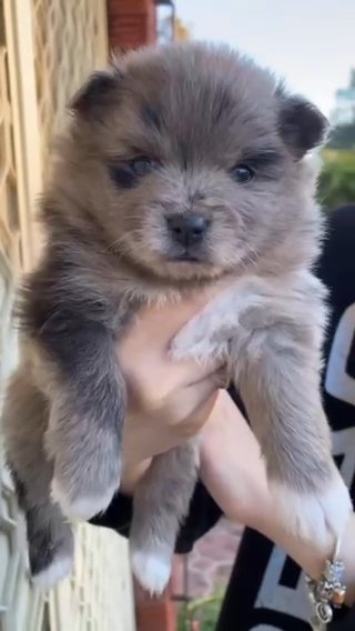Teacup Yorkie Gelato (Male) in Miami Beach, Florida