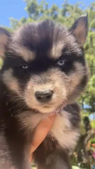 Gorgeous pomsky Female in Rancho San Diego, California