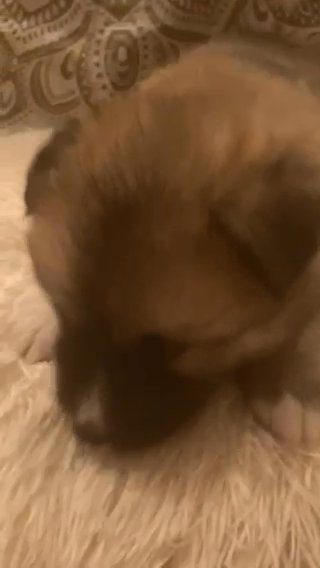 Baby Brown Bear Boy in Rancho San Diego, California