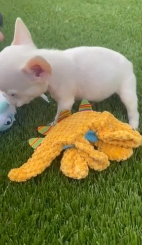 Platinum French Bulldog male 13 Weeks in Orlando, Florida