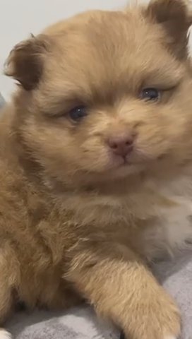 Teacup Yorkie Daisy (Female) in Miami Beach, Florida
