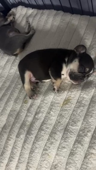 Chocolate And Tan Frenchie in New York City, New York