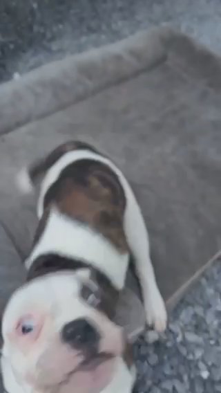 Olde English Bulldog in Richland, Pennsylvania