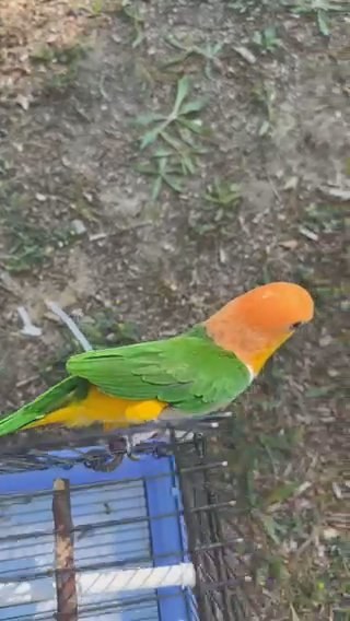 Caique Parrot in Dearborn Heights, Michigan