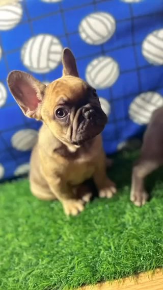 Male French Bulldog Pups available in Chicago, Illinois