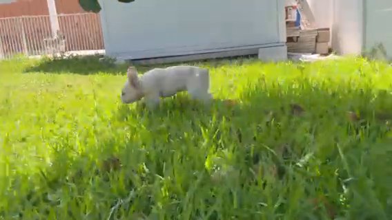 Platinum Fluffy Male in Miami, Florida