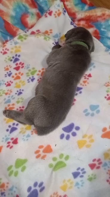 Green Male - Reserved in Paragould, Arkansas