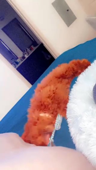 Mini Golden Doodle For Sale in Houston, Texas