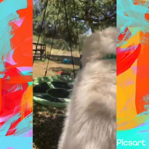 Polar Bear pomsky in Rancho San Diego, California