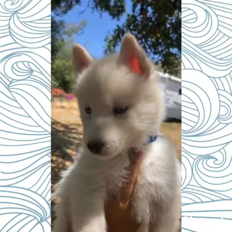 Tiny Boy Sky blue Eyes in Rancho San Diego, California