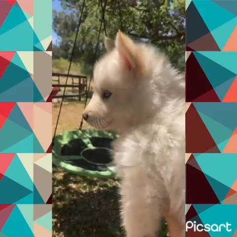 Pomsky Male blue Eyes in Rancho San Diego, California