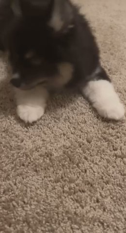 Pomsky in Jacksonville, Florida