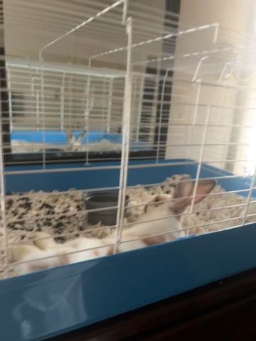 Rabbit in Clarksburg, West Virginia