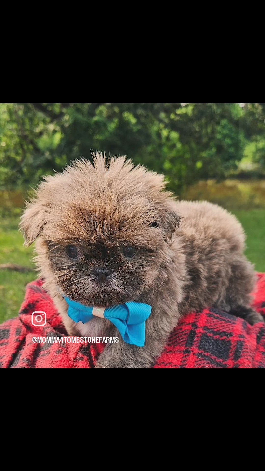 AKC Blue Shih tzu Puppy in Tyler, Texas
