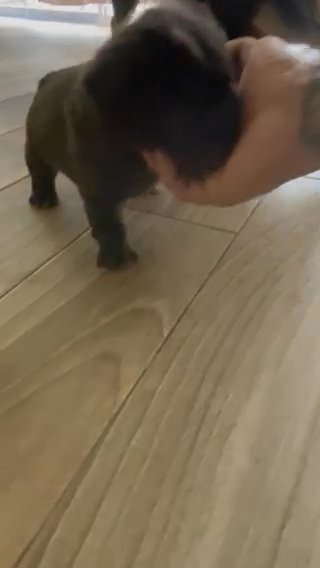 Fluffy Frenchie in Miami, Florida