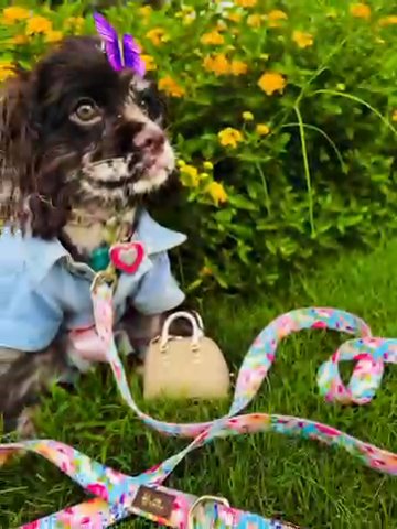Cocker Spaniel in Kissimmee, Florida