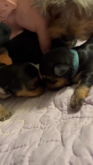“Indigo” Traditional yorkie Female in Hammond, Louisiana