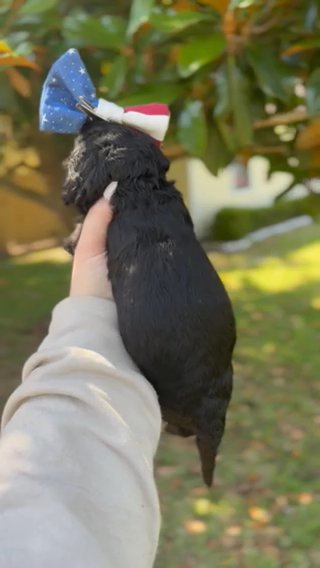 Anakin - Goldendoodle in Navarre, Florida