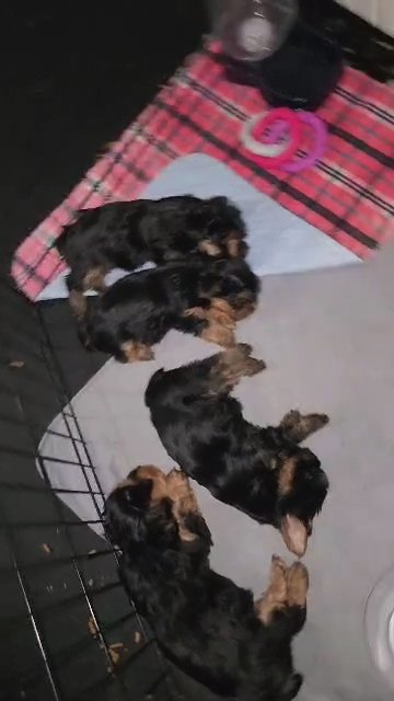 chocolate female yorkie in Aiken, South Carolina