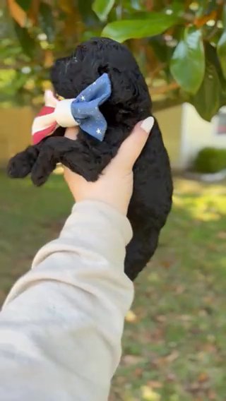 Obi - Goldendoodle in Navarre, Florida