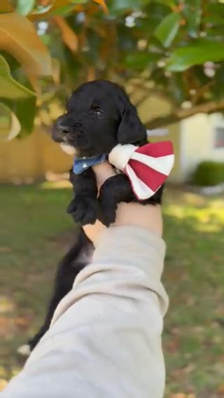 Mando - Goldendoodle in Navarre, Florida