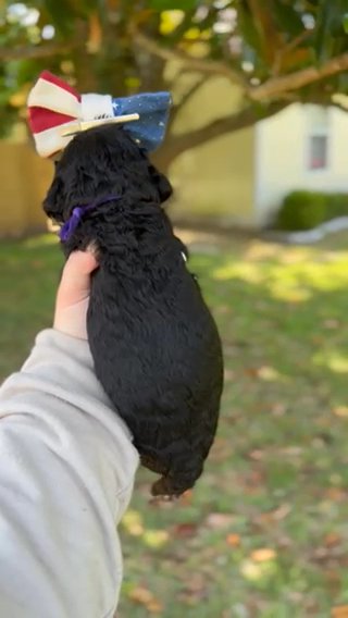 Jyn - Goldendoodle in Navarre, Florida