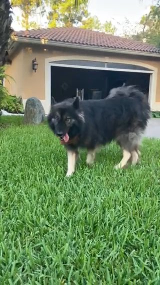 German Shepherd/Malamute mix in Naples, Florida