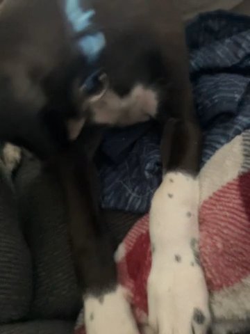 Sweet 12 Week Old Lab Mix Searching For His Forever Home in Cambridge, Maryland