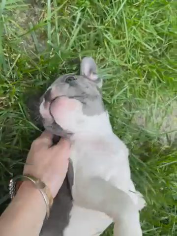 10 Week Old Girl Blue Frenchie in Baltimore, Maryland