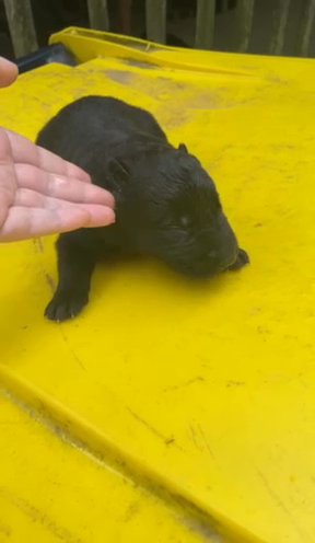 N Litter Black in Richmond, Kentucky
