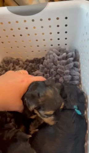 Indigo Traditional yorkie in Hammond, Louisiana