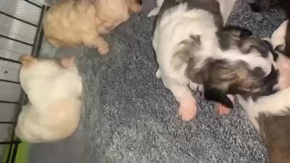 Baby Maltipoo’s 3 boys 2 girls in Concord, North Carolina