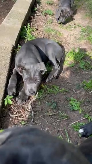 Pure Cane Corso Puppies in Atlanta, Georgia