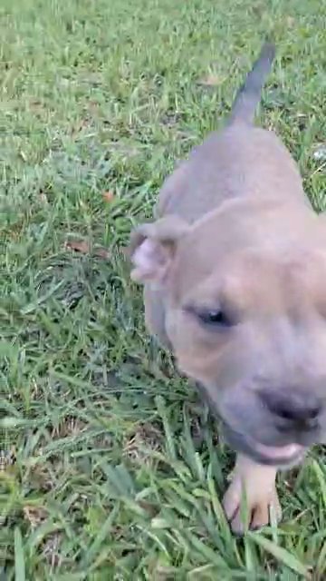 Male pocket bully in Greenwood, South Carolina