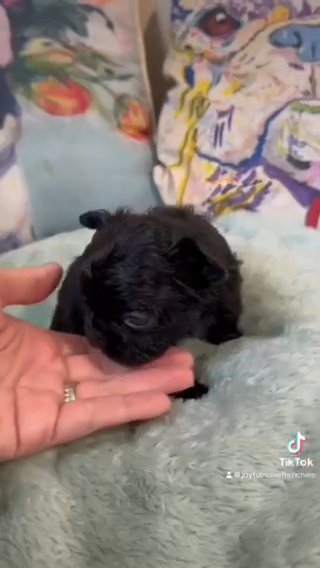 Dahlia- Black Fluffy Frenchie in Crossville, Tennessee