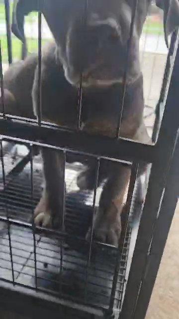 big cane corso puppies akc papers big cane corso puppies akc in Humble, Texas