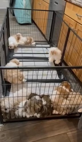Shihtzu in Spring Hill, Florida