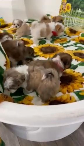 Shihtzu in Spring Hill, Florida