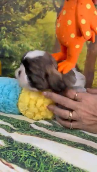 shihtzu Marley in Spring Hill, Florida