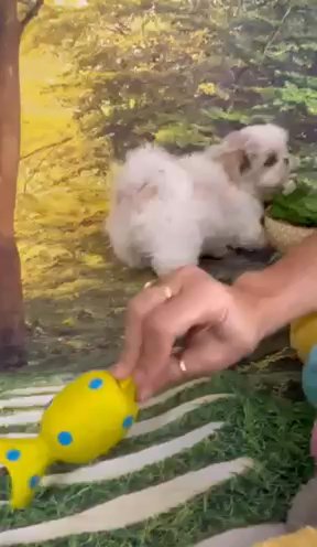 Female Shihtzu in Spring Hill, Florida